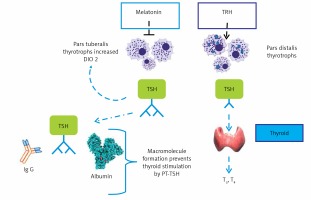 https://www.archivesofmedicalscience.com/f/fulltexts/102476/AMS-17-1-102476-g001_min.jpg