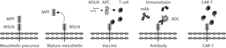 https://www.archivesofmedicalscience.com/f/fulltexts/106265/AMS-17-5-106265-g002_min.jpg