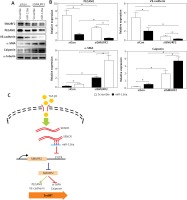 https://www.archivesofmedicalscience.com/f/fulltexts/110951/AMS-19-1-110951-g005_min.jpg