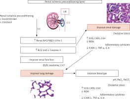 https://www.archivesofmedicalscience.com/f/fulltexts/111373/AMS-17-6-111373-g008_min.jpg