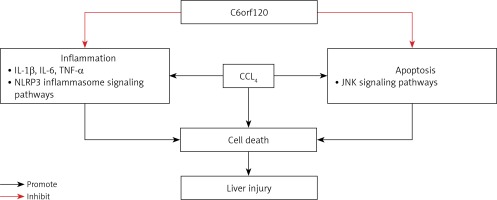 https://www.archivesofmedicalscience.com/f/fulltexts/113029/AMS-18-6-113029-g007_min.jpg