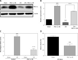 https://www.archivesofmedicalscience.com/f/fulltexts/124998/AMS-22-3-124998-g002_min.jpg