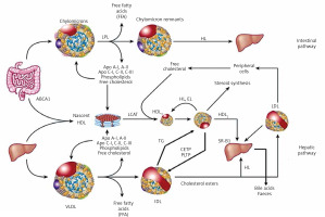 https://www.archivesofmedicalscience.com/f/fulltexts/127582/AMS-16-2-39975-g002_min.jpg