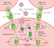 https://www.archivesofmedicalscience.com/f/fulltexts/133361/AMS-17-3-134716-g001_min.jpg