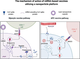 https://www.archivesofmedicalscience.com/f/fulltexts/142103/AMS-19-5-142103-g001_min.jpg