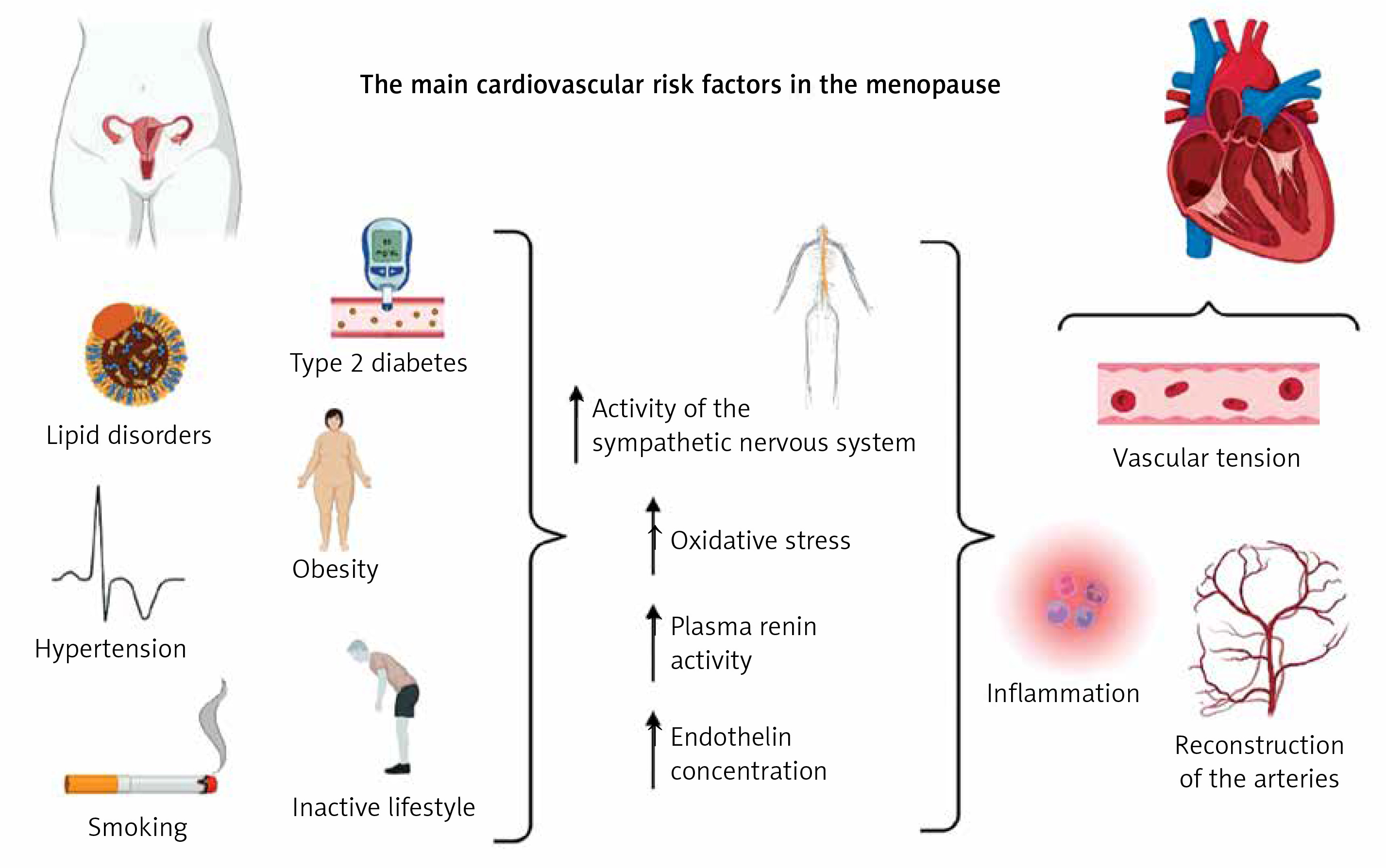 Menopause and Women Heart Health