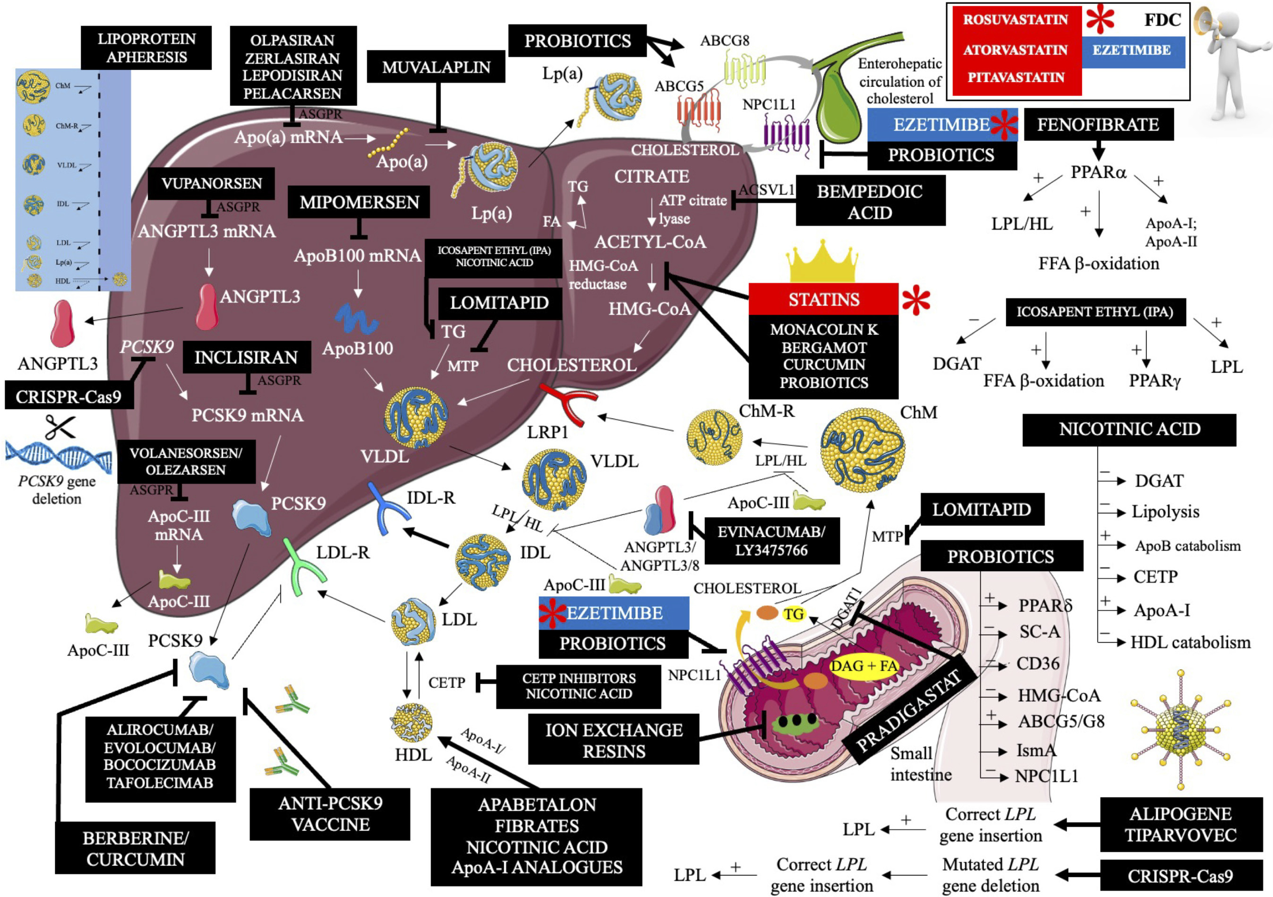 A hopeful therapy for Niemann-Pick C diseases - The Lancet