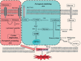 https://www.archivesofmedicalscience.com/f/fulltexts/225096/AMS-22-4-225096-g002_min.jpg