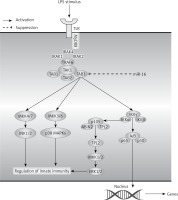 https://www.archivesofmedicalscience.com/f/fulltexts/80948/AMS-17-2-80948-g008_min.jpg