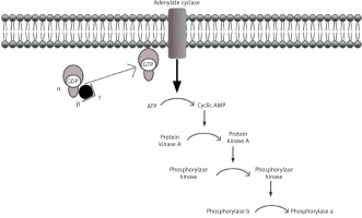 https://www.archivesofmedicalscience.com/f/fulltexts/81093/AMS-17-2-81093-g001_min.jpg