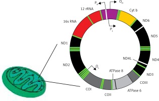 https://www.archivesofmedicalscience.com/f/fulltexts/89785/AMS-15-36990-g004_min.jpg