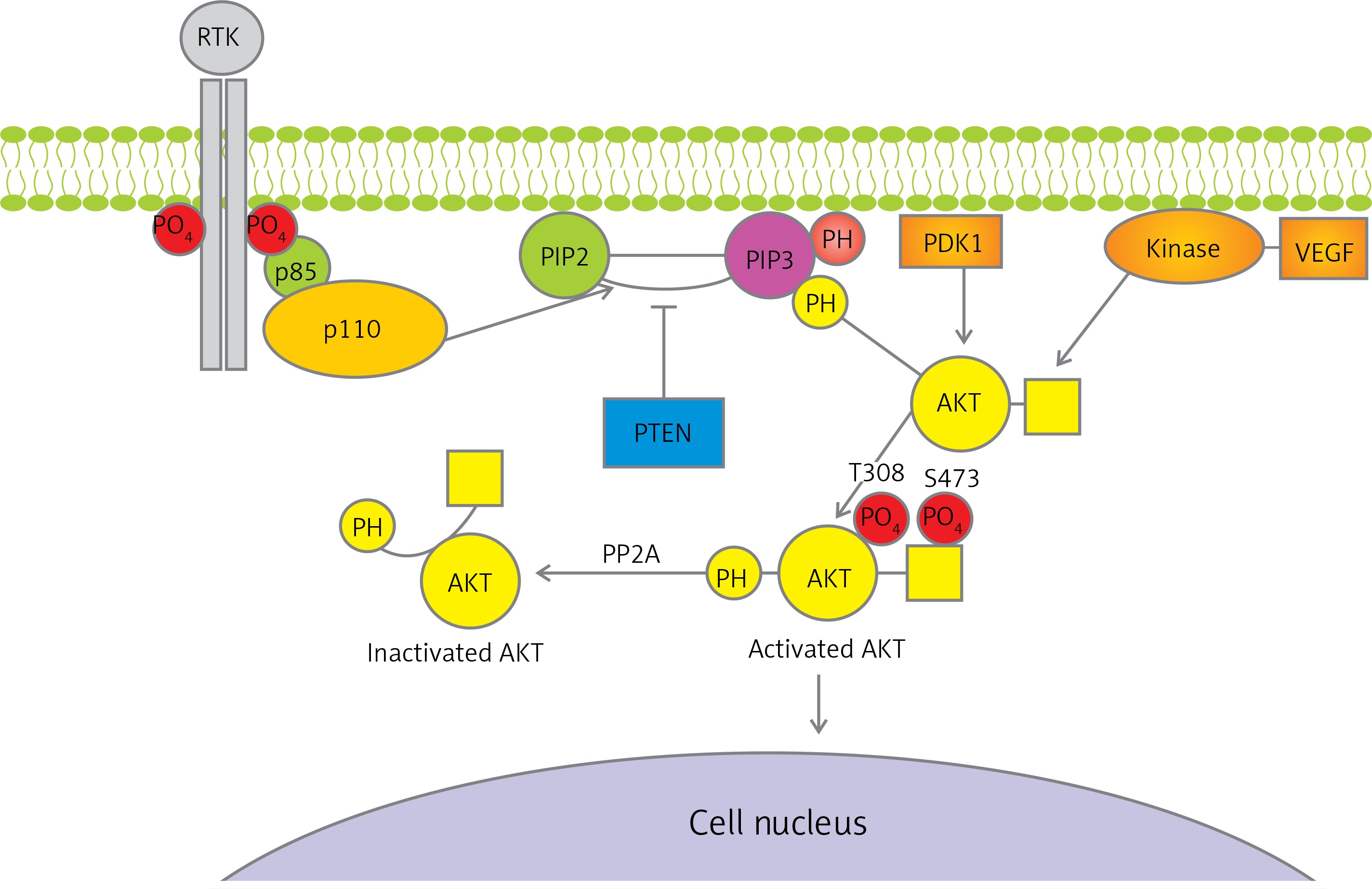 small cell lung cancer spread to liver and lymph nodes