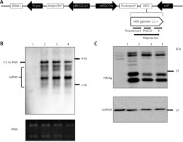 https://www.archivesofmedicalscience.com/f/fulltexts/95101/AMS-16-2-34155-g001_min.jpg