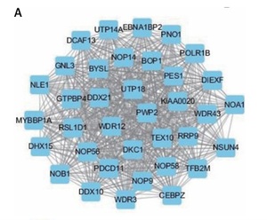 Figure from article: PRMT5, regulated by lncRNA...
