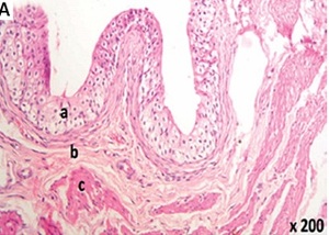 Figure from article: Effect of thymoquinone on...