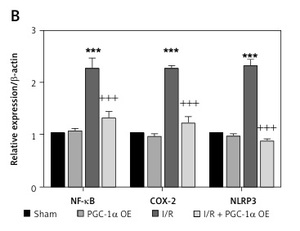 Figure from article: Overexpression of PGC-1α...