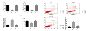 Figure from article: lncRNA SNHG6 improves...