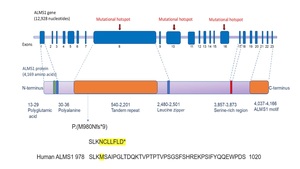 Figure from article: A novel homozygous ALMS1...