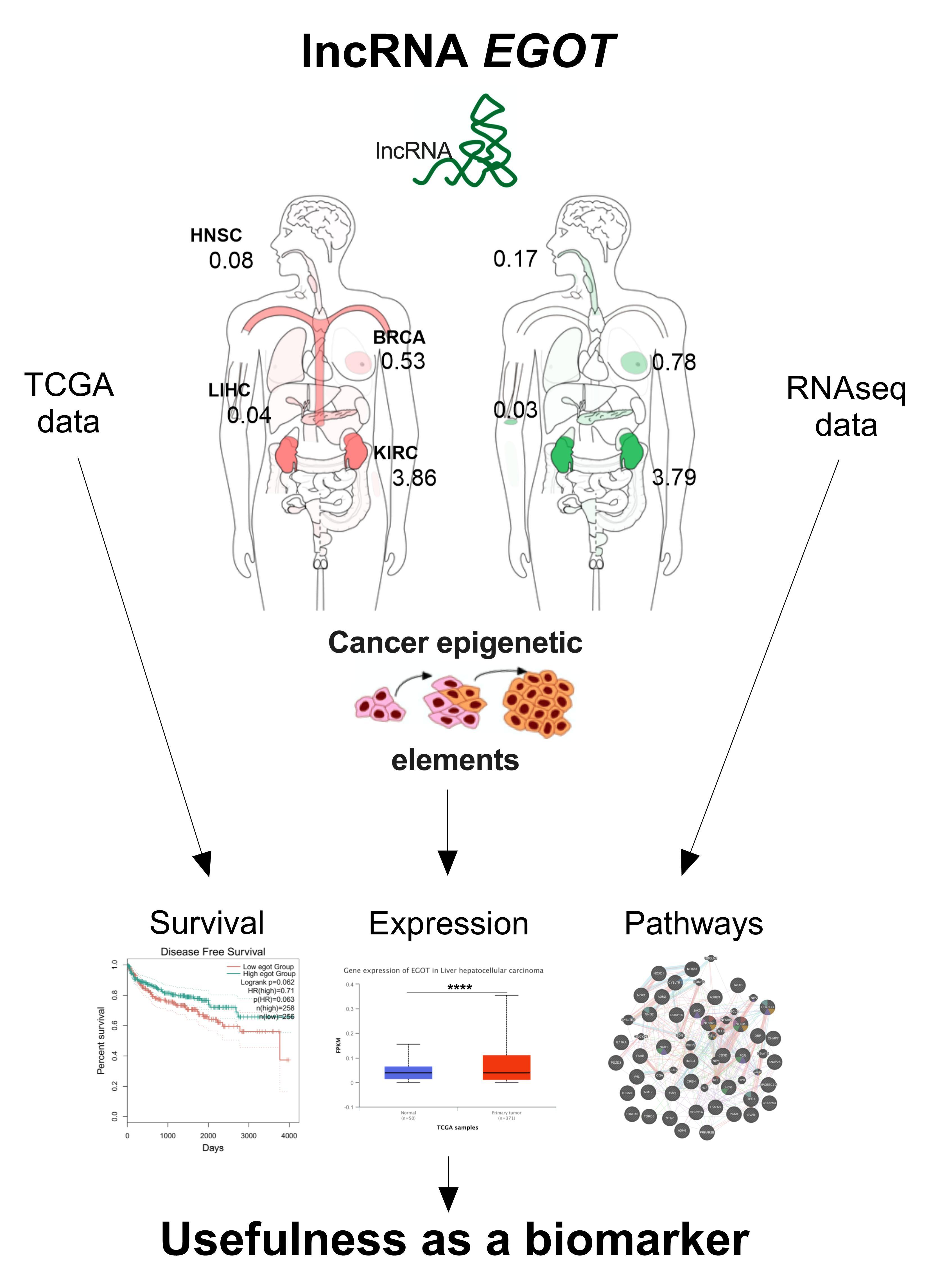 Figure from article: lncRNA EGOT across cancers:...