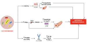 Figure from article: Gut microbiota and arterial...
