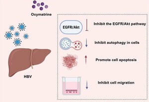 Figure from article: Oxymatrine blocked...