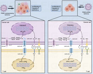 Figure from article: Pyruvate kinase M2 plays...