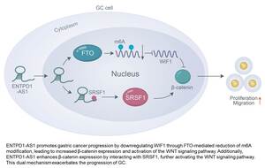Figure from article: ENTPD1-AS1 promotes gastric...