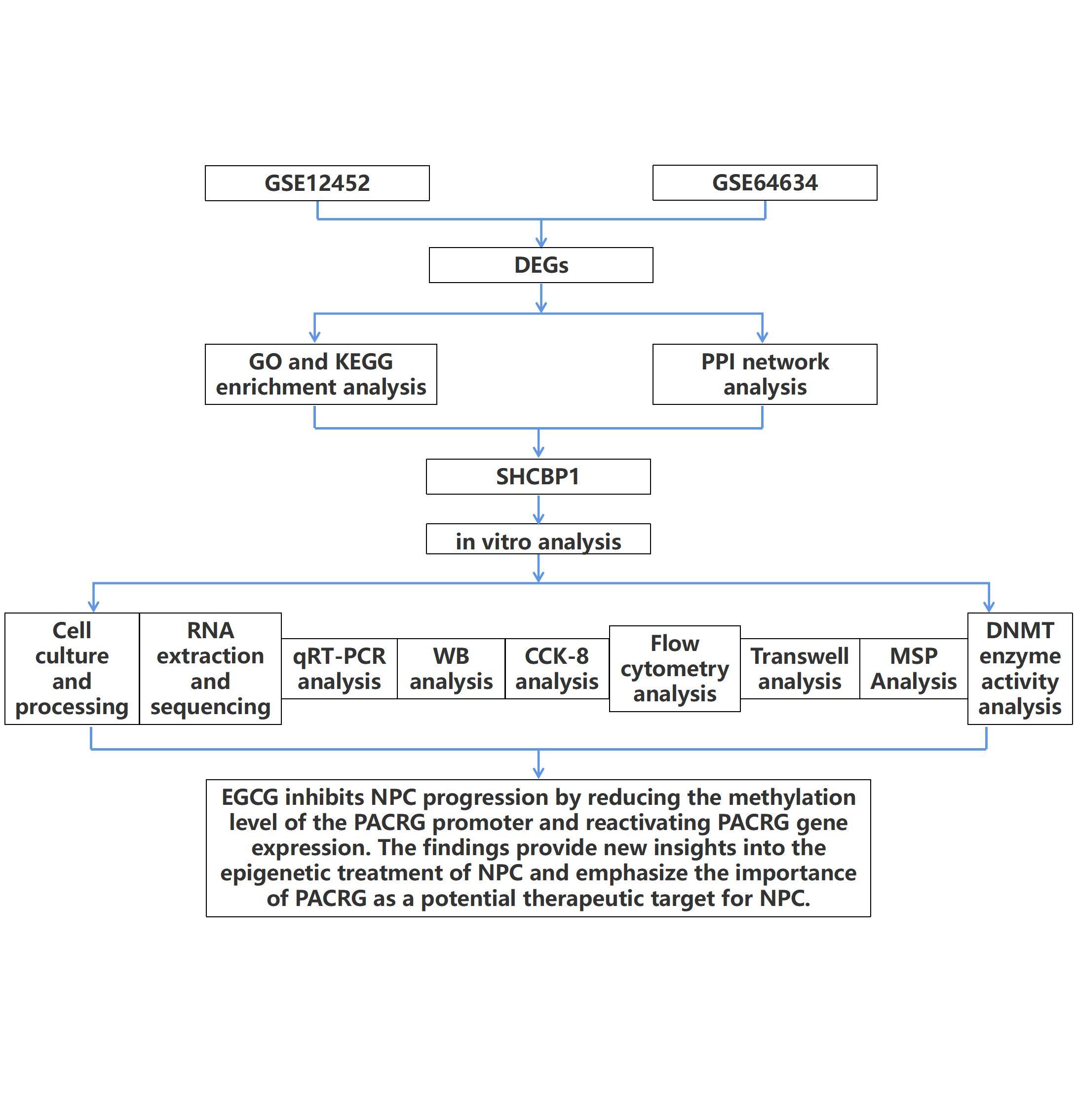 Figure from article: EGCG suppresses...