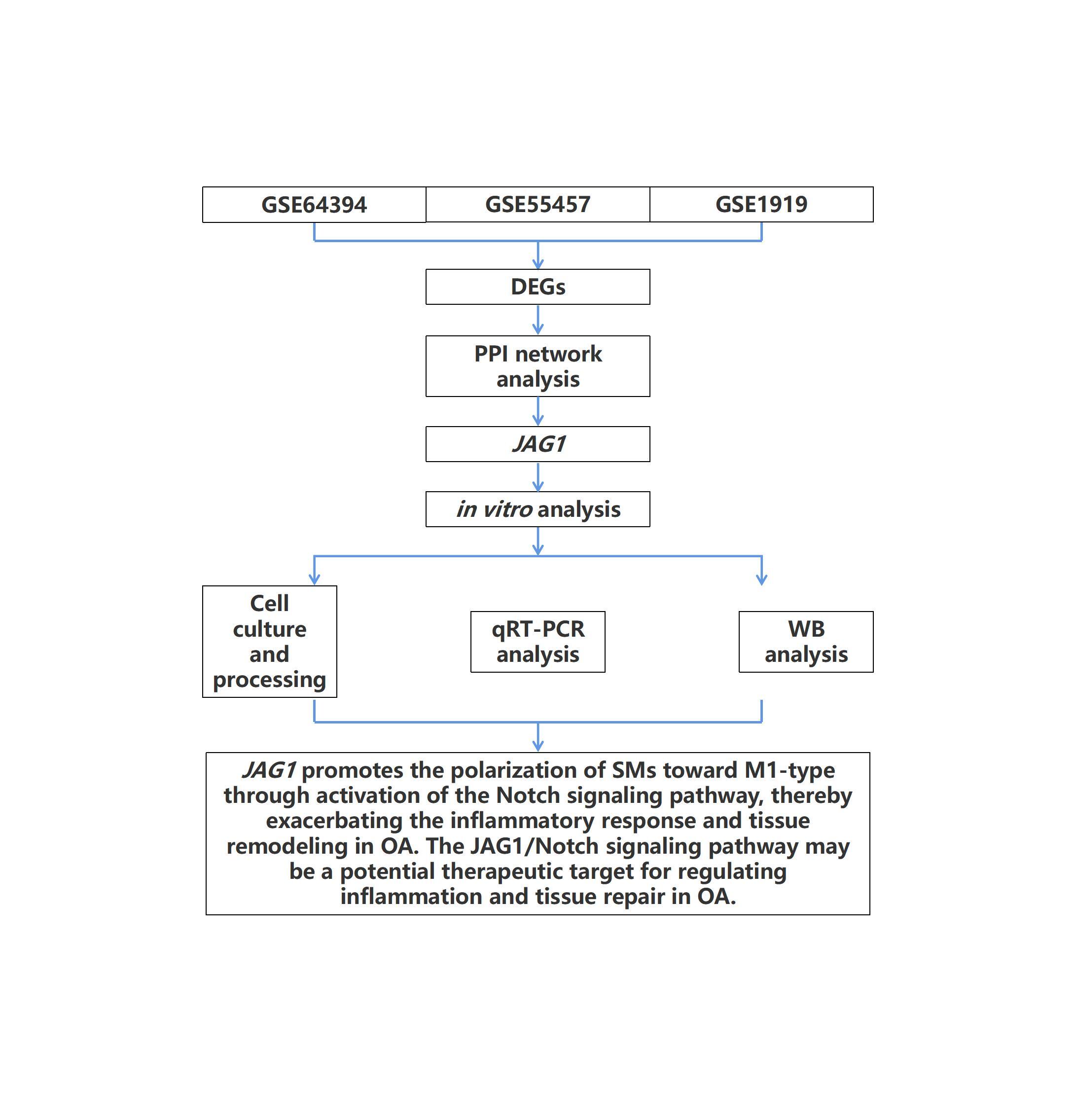 Figure from article: <i>JAG1</i>-Notch signaling...