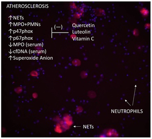Figure from article: Beneficial Effects of...