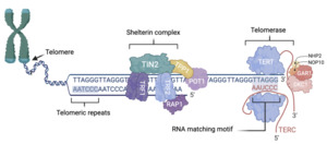 Figure from article: Insights into telomerase...