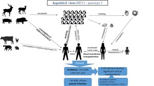 Figure from article: Hepatits E virus (HEV) as a...