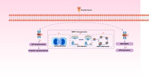 Figure from article: NBPF1 acts as a tumor...
