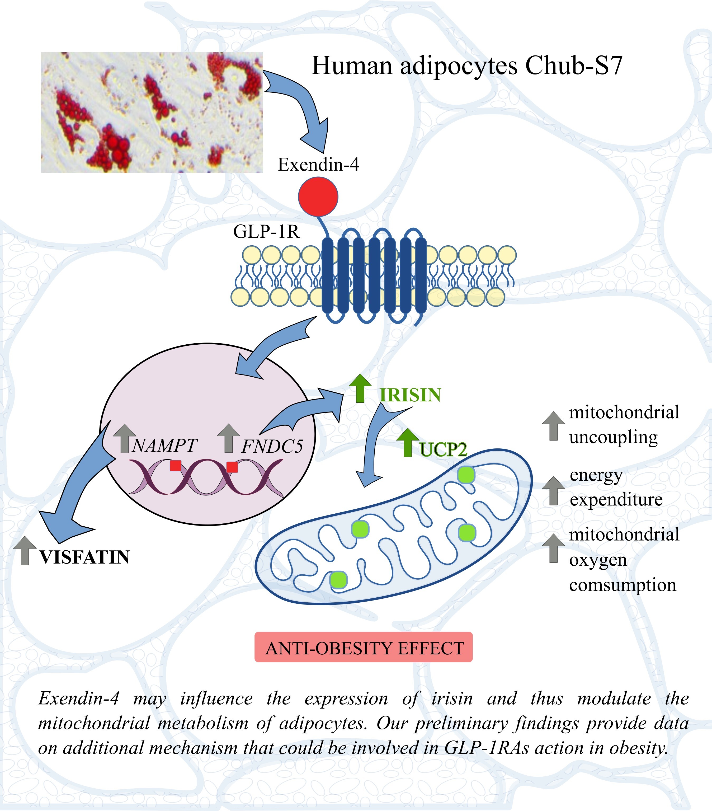 Figure from article: Irisin may be involved in...