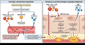 Figure from article: Understanding The Link...