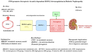 Figure from article: FTO promotes ferroptosis...