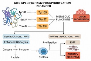 Figure from article: Site-specific PKM2...