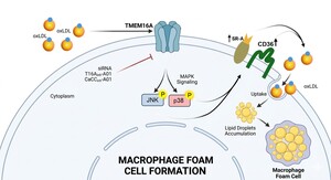 Figure from article: TMEM16A contributes to...