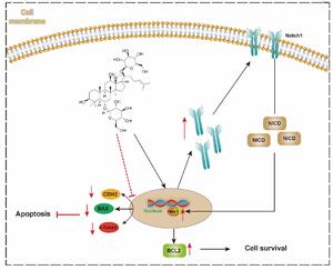 Figure from article: Ginsenoside Rg1 attenuates...