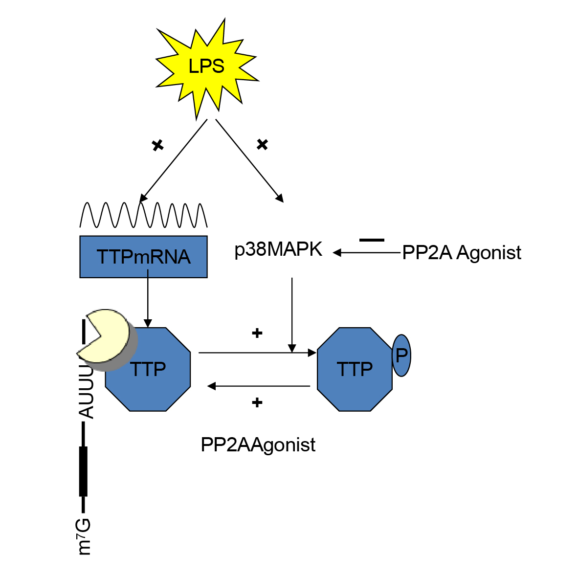 Figure from article: FTY720 attenuates...