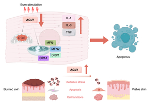 Figure from article: ACLY promotes epidermal...